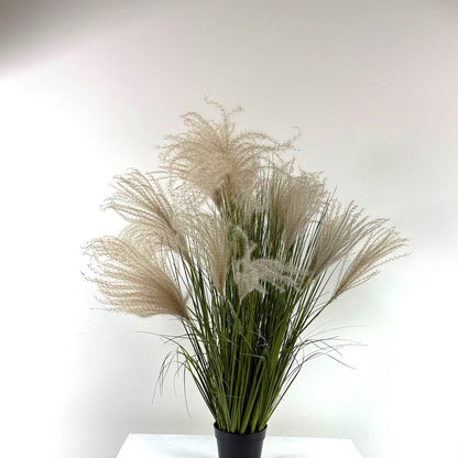 Pompous grass 39"