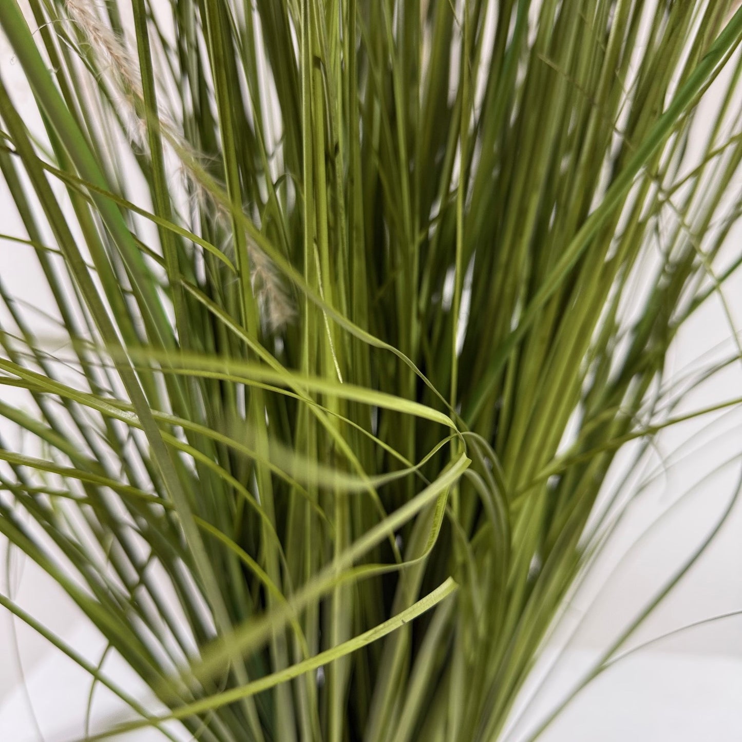 Pompous grass 39"