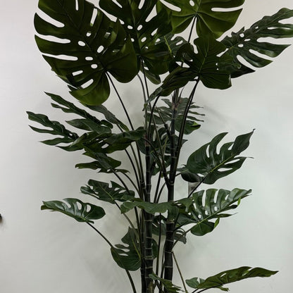 Giant split leaf philodendron 6'