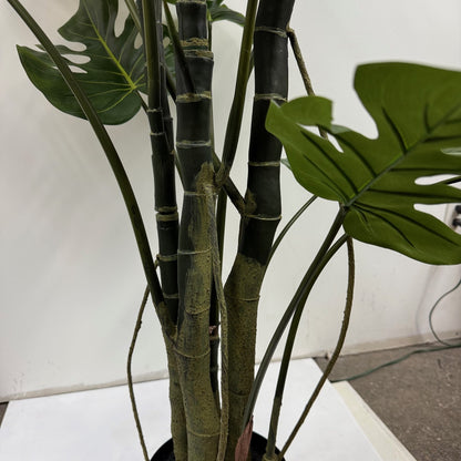 Giant split leaf philodendron 6'