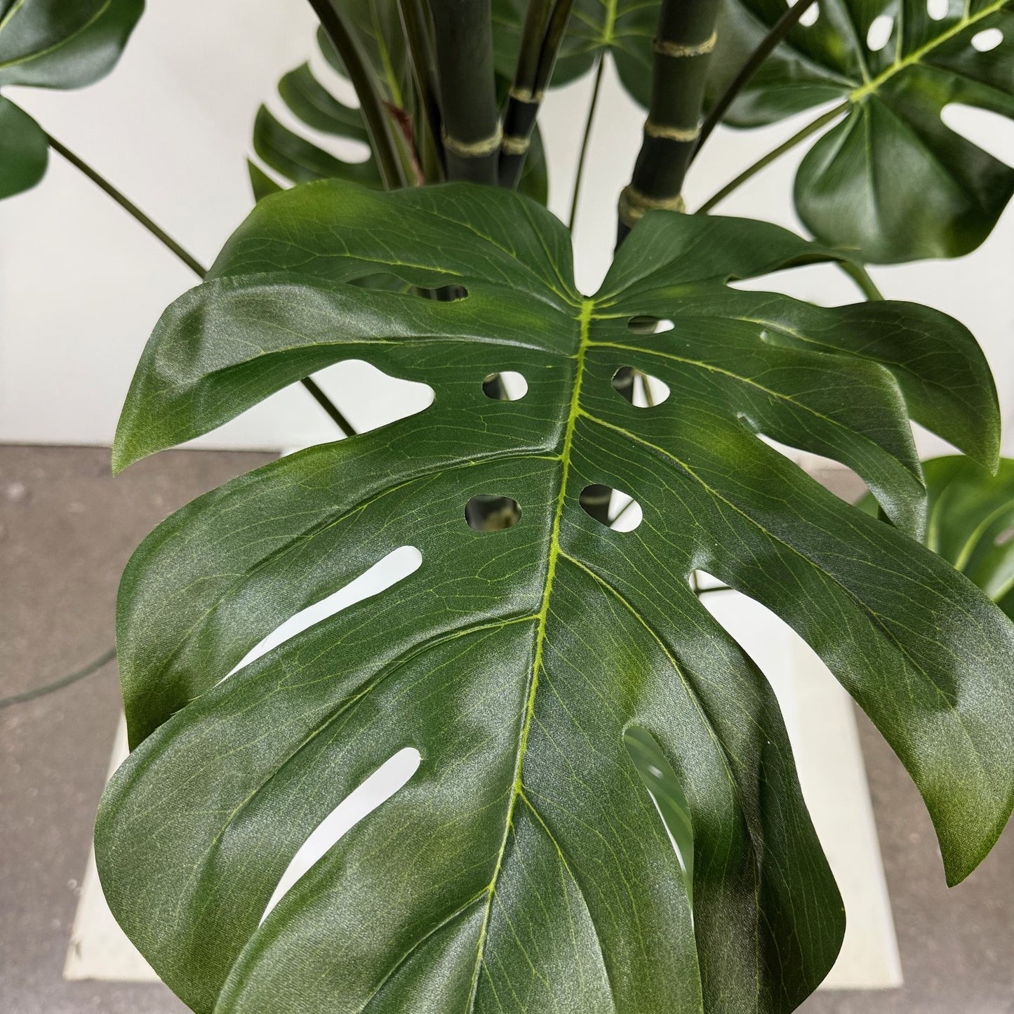 Giant split leaf philodendron 6'