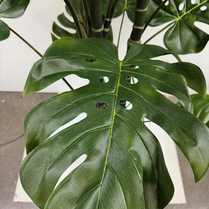 Giant split leaf philodendron 6'