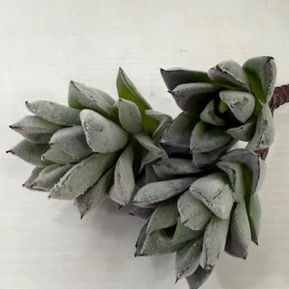 Frosted Pineapple succulent (set of three)