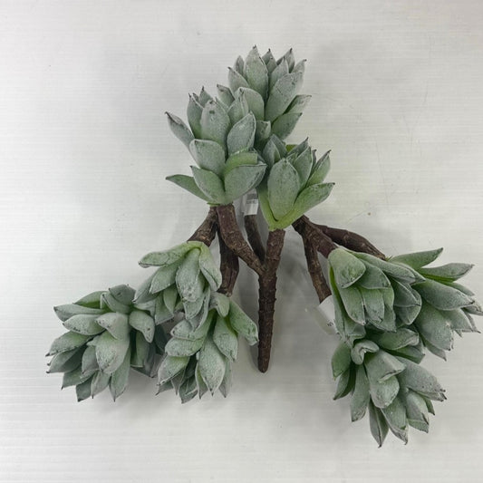 Frosted Pineapple succulent (set of three)