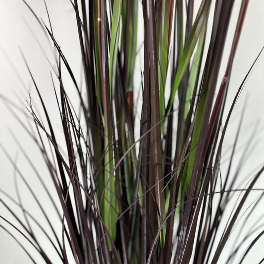 Pampas grass with plume 60.5" plumes