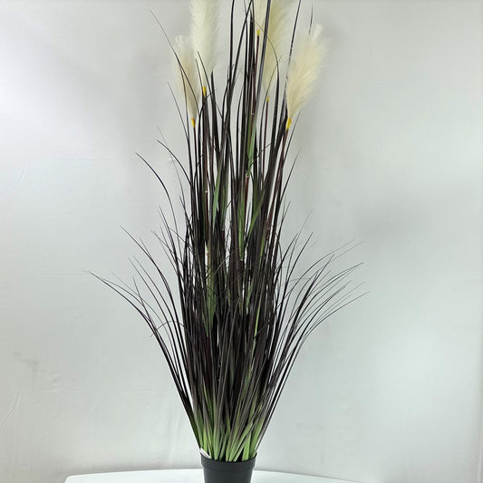 Pampas grass with plume 60". 5 plums"