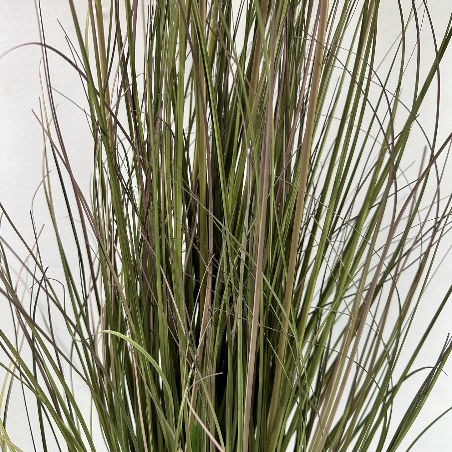 Savanna Lion Grass 50" w 7 plumes