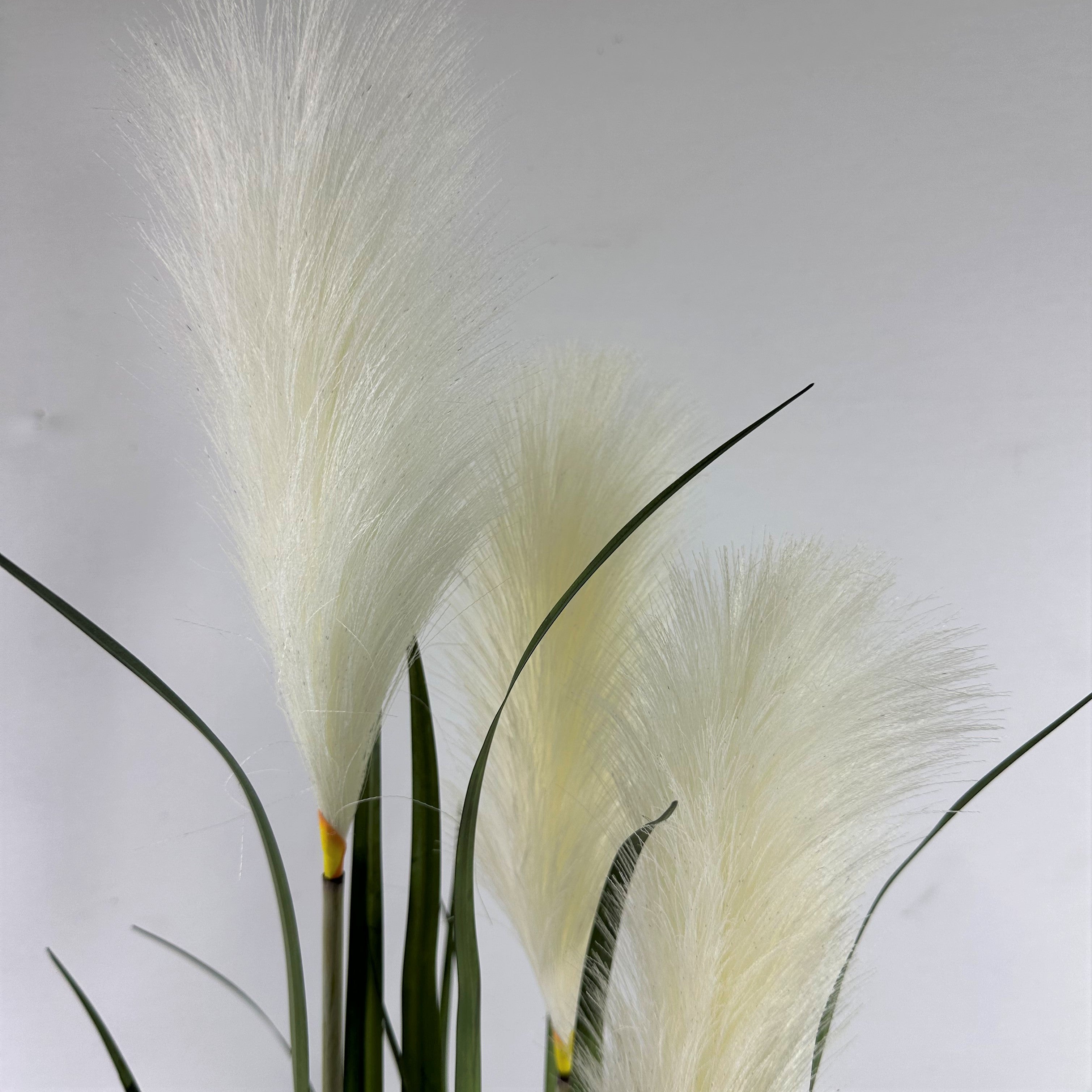 Pampas grass with plume 39"