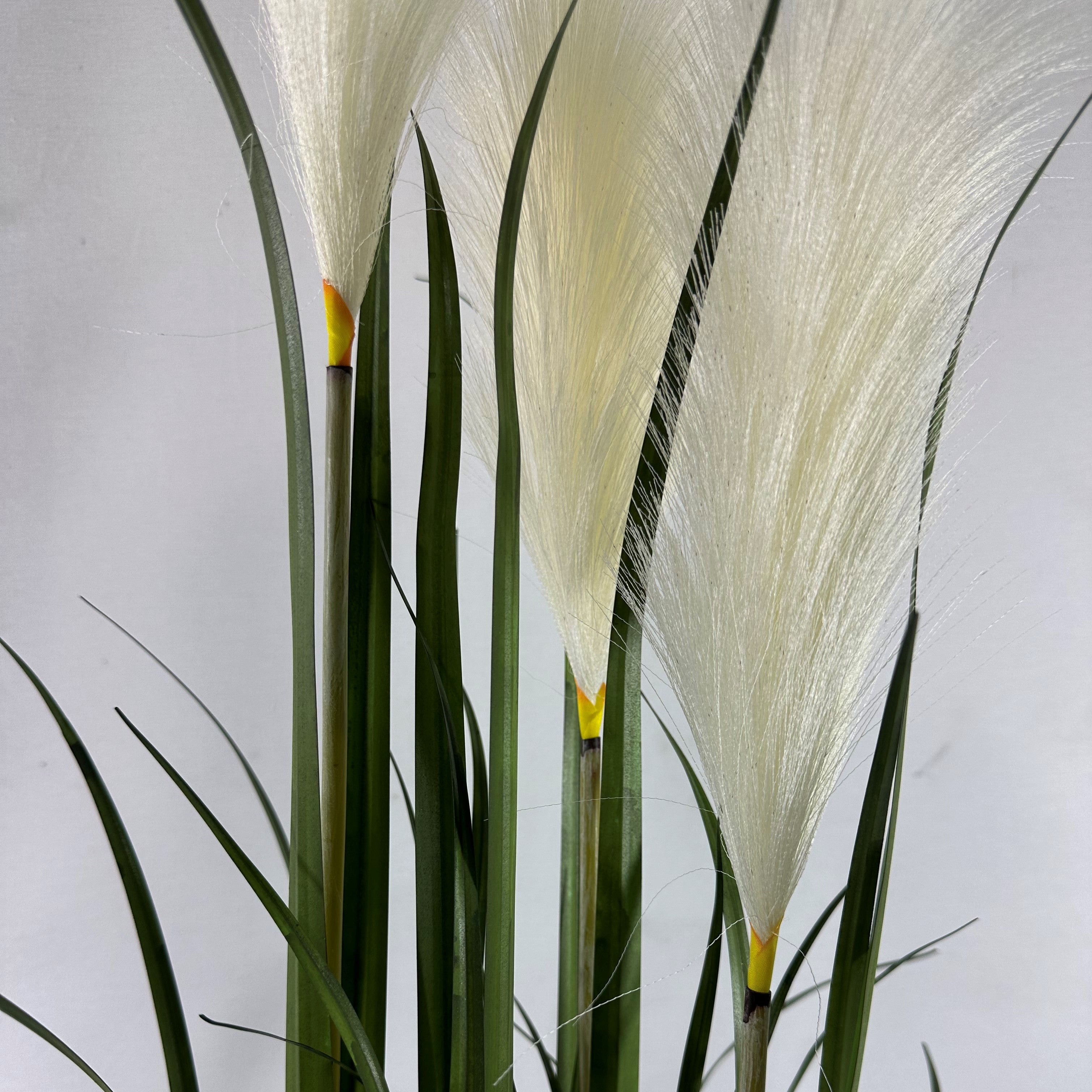 Pampas grass with plume 39"