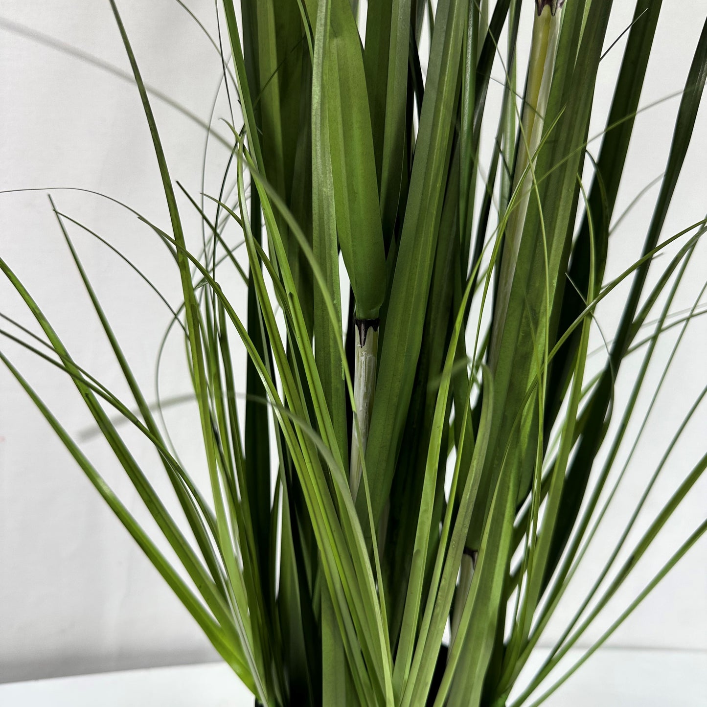 Pampas grass with plume 39"