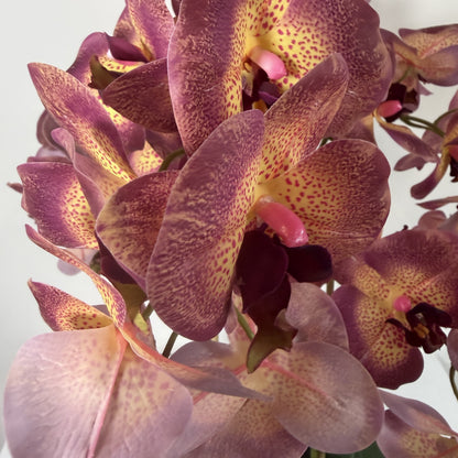 Orchid Real Touch Modern planter