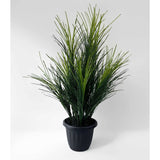 Wheat Grass Potted triple