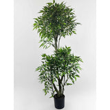 Outdoor Ficus Topiary 5.5ft (Instore Pickup Only)