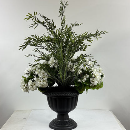 Ruscus Aura