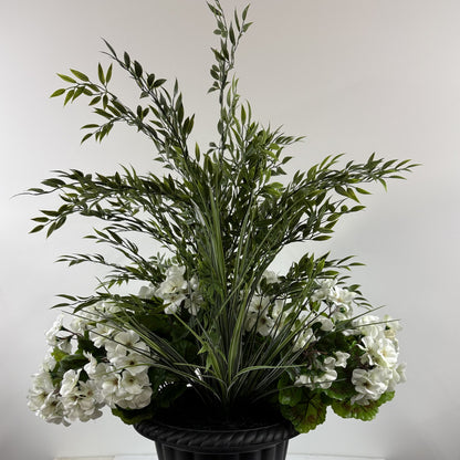 Ruscus Aura