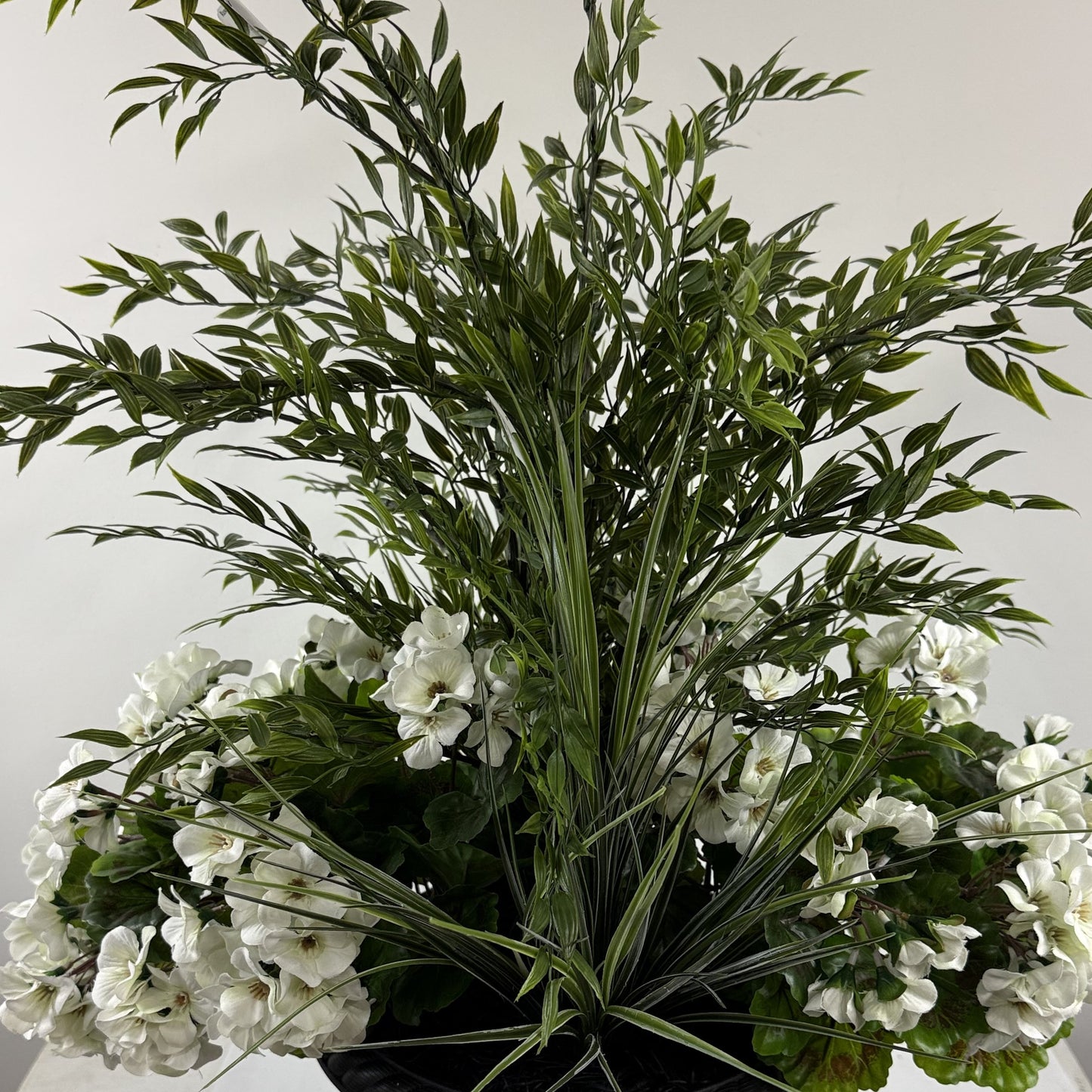 Ruscus Aura