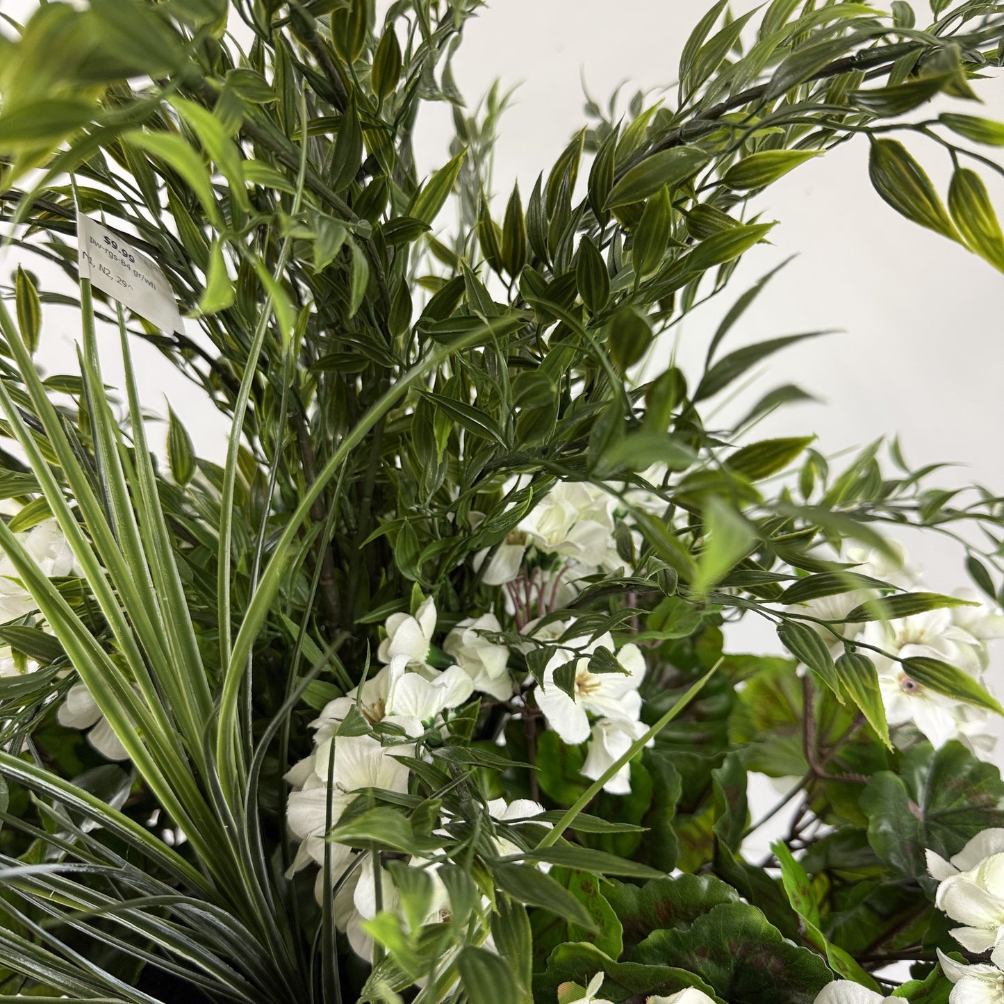 Ruscus Aura