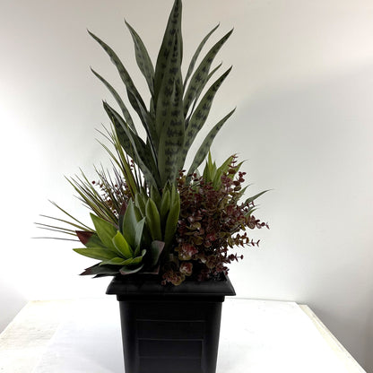 Serpentina Sansevieria insert 10"