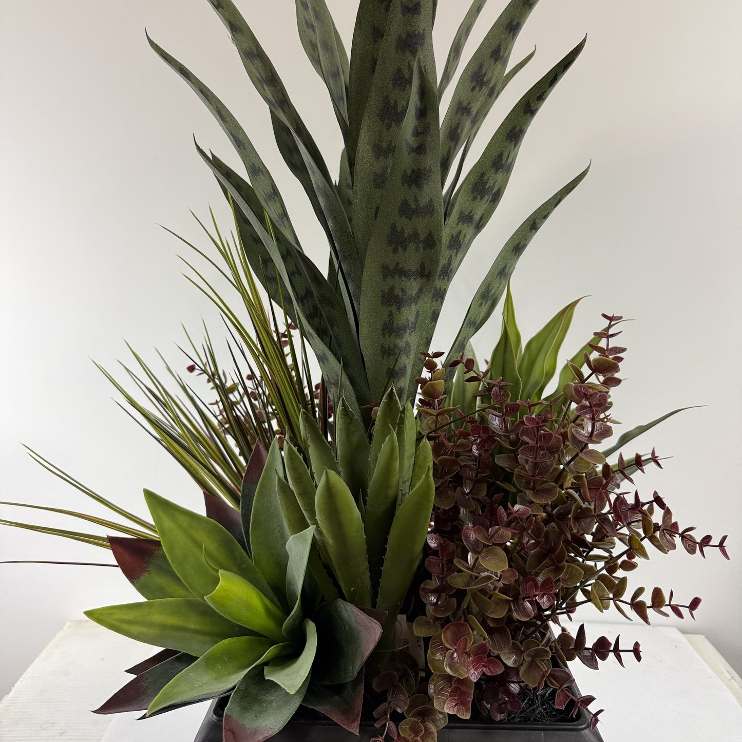 Serpentina Sansevieria insert 10"