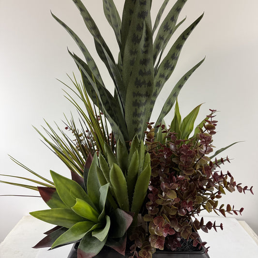 Serpentina Sansevieria insert 10"