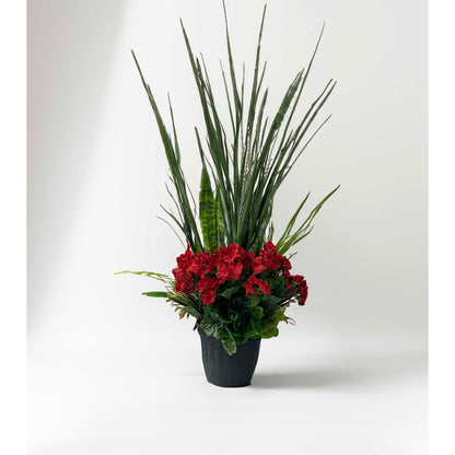 Sassy Sansevieria
