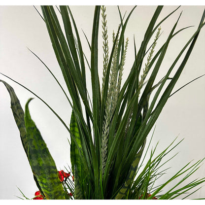 Sassy Sansevieria