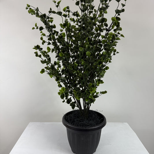 Spurge Bush 33"