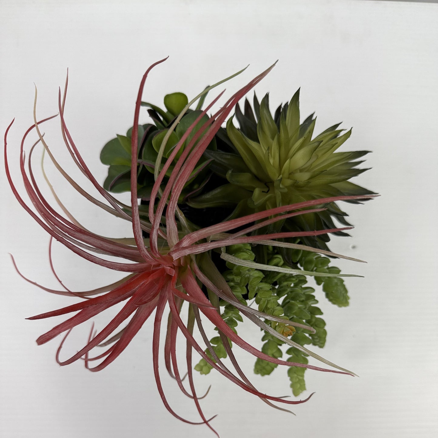 Succulent garden