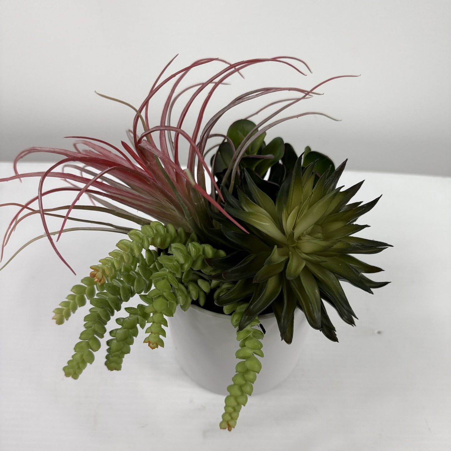 Succulent garden
