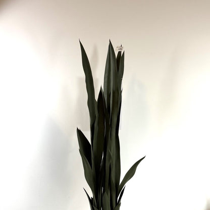 Snake plant potted 38 " dark green