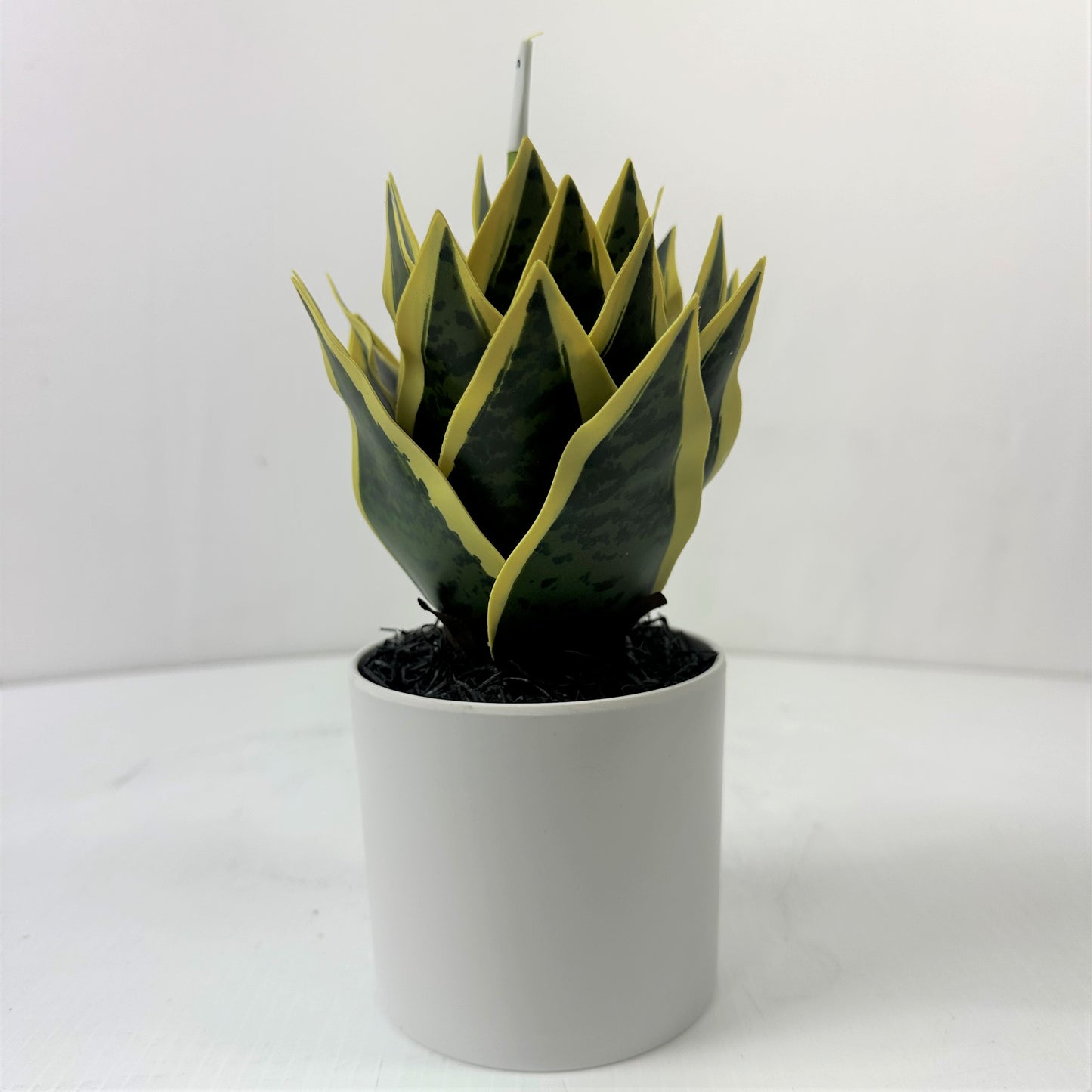 Snake Plant Mini Cone