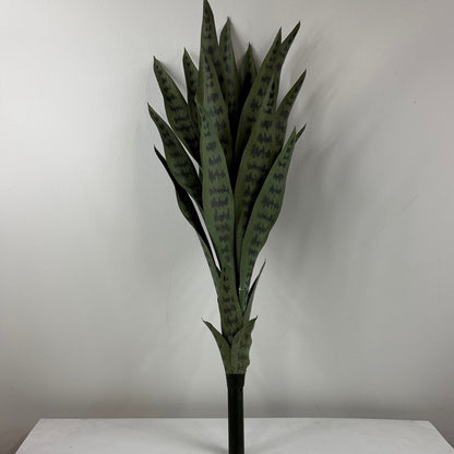 Snake plant 29 " stem two tone