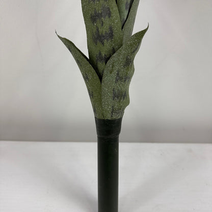 Snake plant 29 " stem two tone