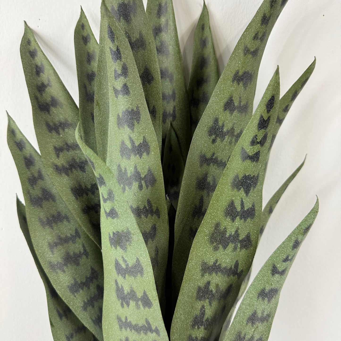 Snake plant potted 38 " dark green
