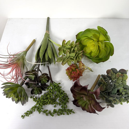 Succulent Deluxe Starter Kit. 10 Plants