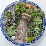 Succulent Deluxe starter kit. 11 plants