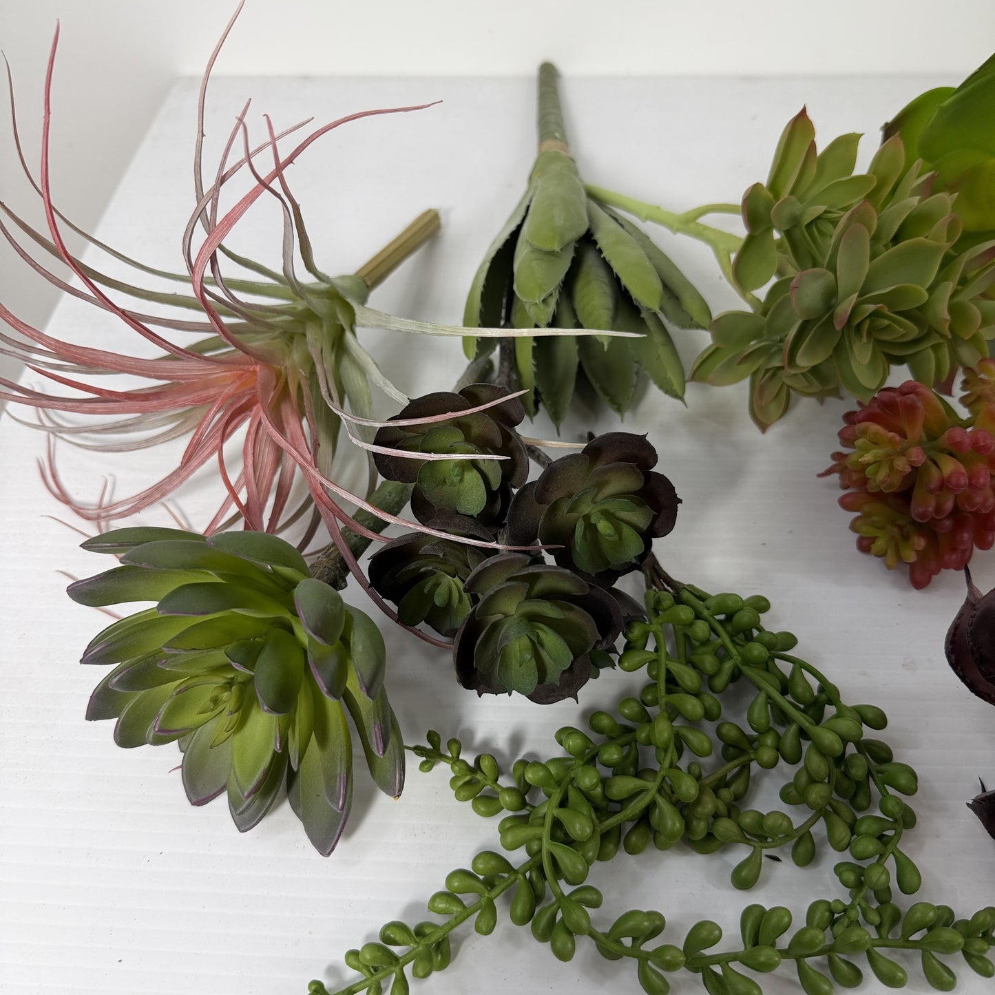 Succulent Deluxe Starter Kit. 10 Plants