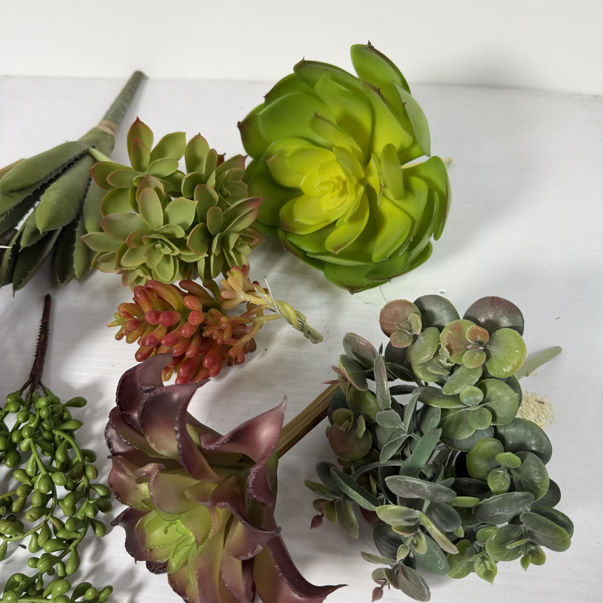Succulent Deluxe Starter Kit. 10 Plants