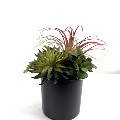 Succulent Garden (Set of 2)