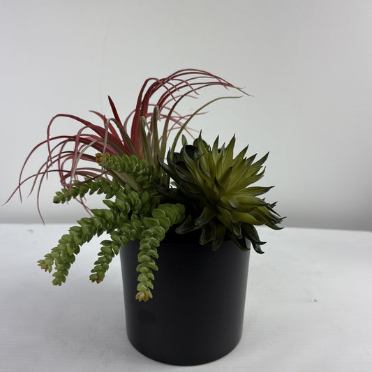 Succulent Garden (Set of 2)