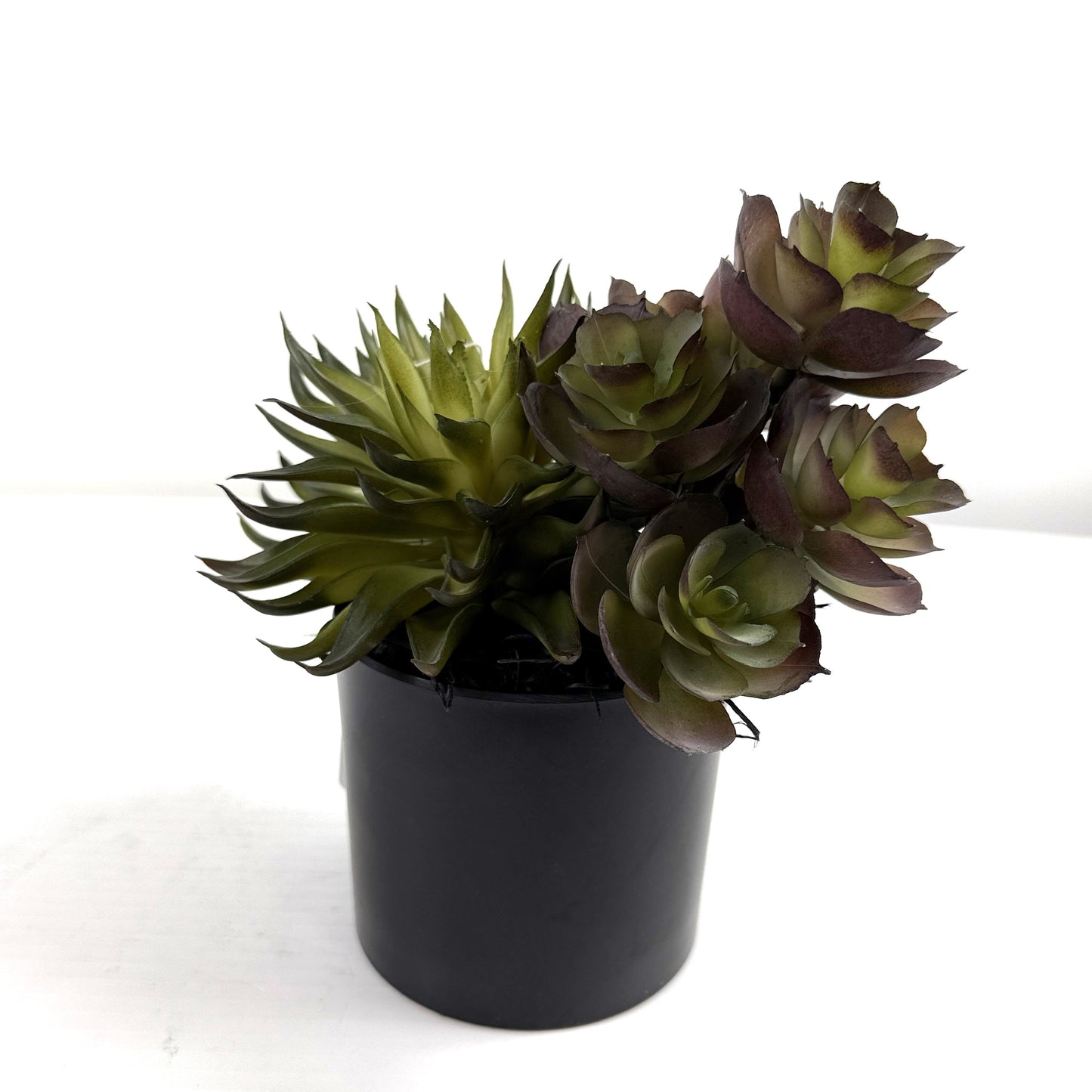 Succulent Garden (Set of 2)