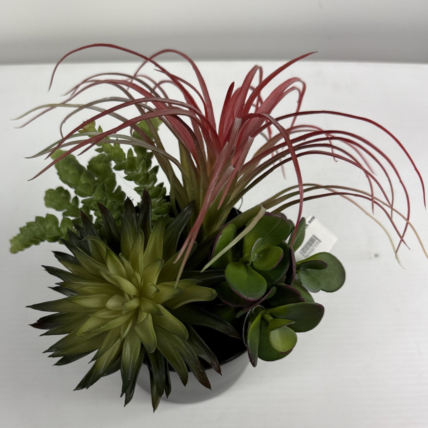 Succulent Garden (Set of 2)