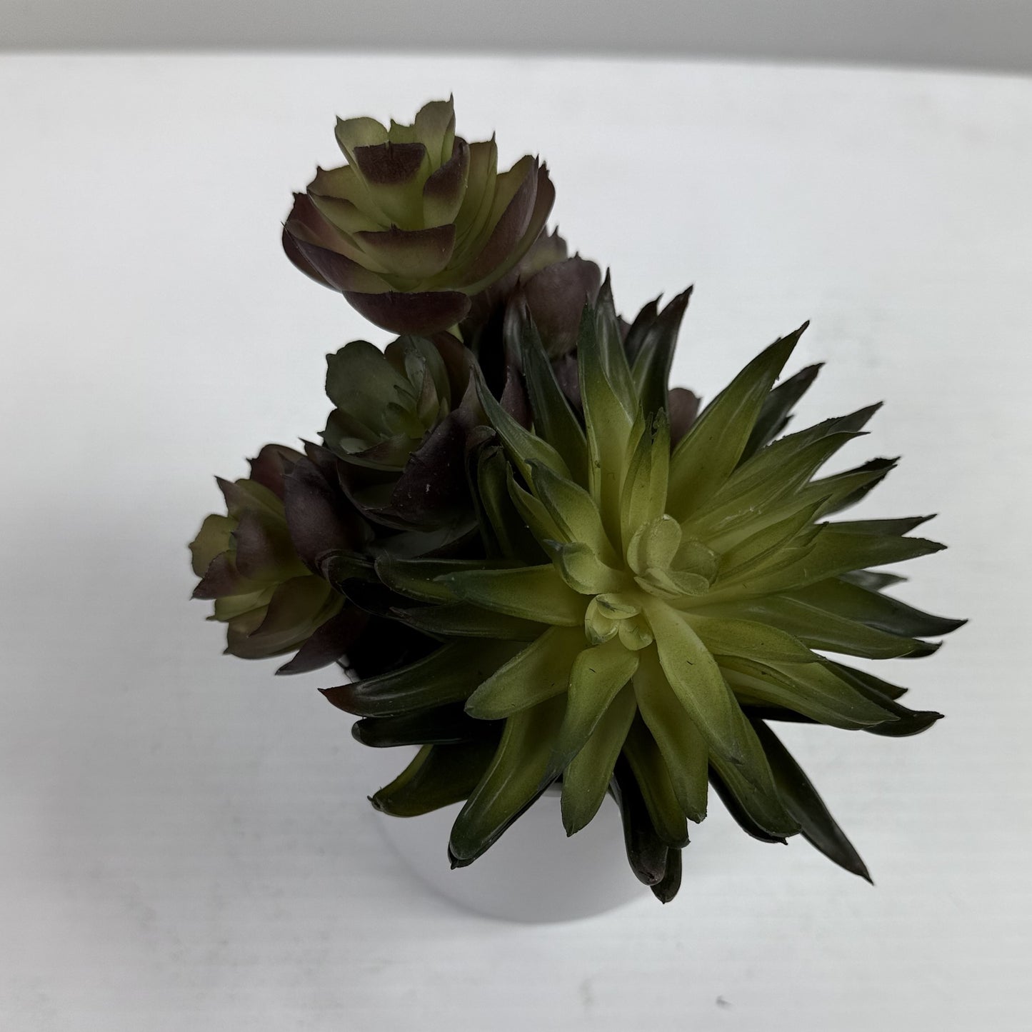 Succulent Garden (Set of 2)