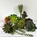 Succulent Deluxe starter kit. 11 plants