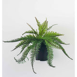 Outdoor coffee table fern
