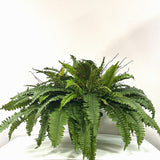 Potted Garden Fern Deluxe Triple