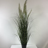 Grass w seeded plume 48