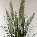 Grass w seeded plume 48"