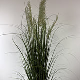 Grass w seeded plume 48"