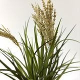 tufted field grass potted